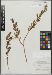 Foto von Salix alba L. x Salix fragilis L.